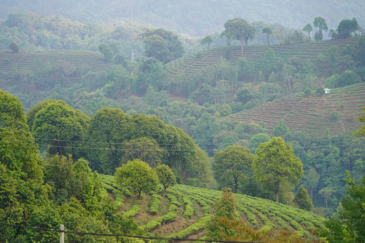 A green tea plantation documented in Moychay’s mission story